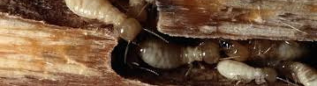 Cupim na porta da Sala 24 HORAS